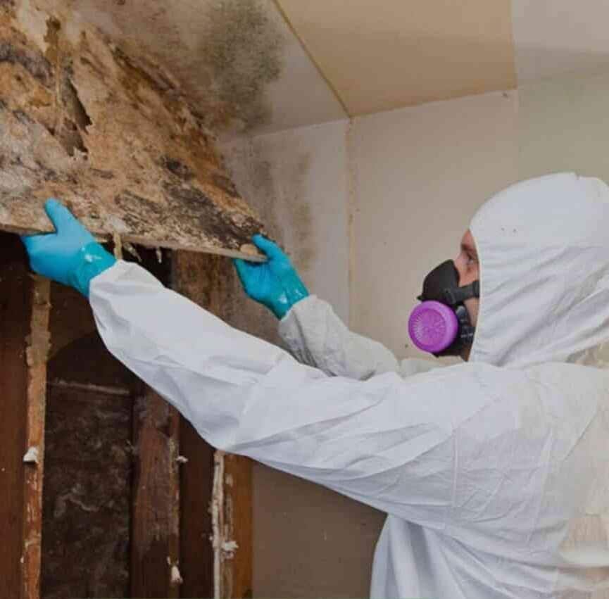  BEST mold remediators