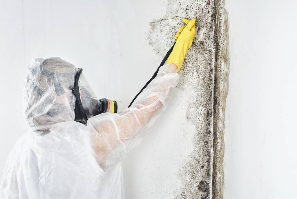 Understanding Mold Inspection Costs