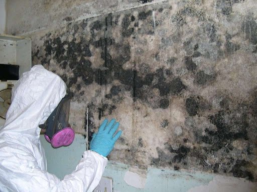  BEST mold remediation in Los Angeles