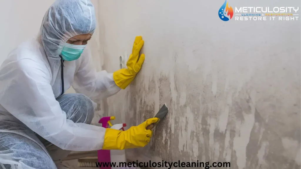 Mold Testing in Los Angeles